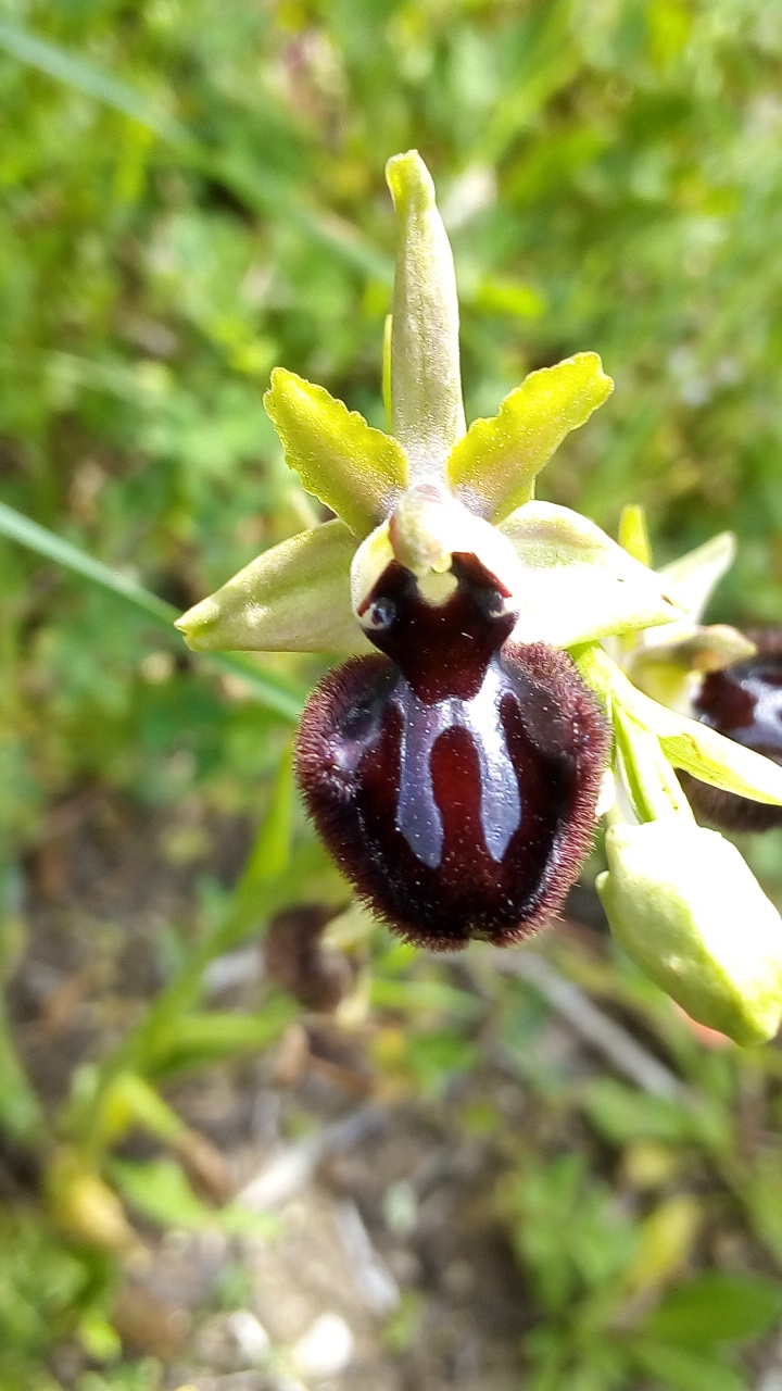 Annexe IMG_20180428_112123.jpg