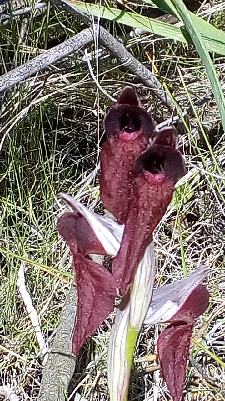 Annexe IMG_20180510_145029.jpg