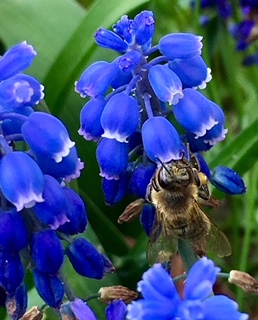 Annexe mutualisme .jpg