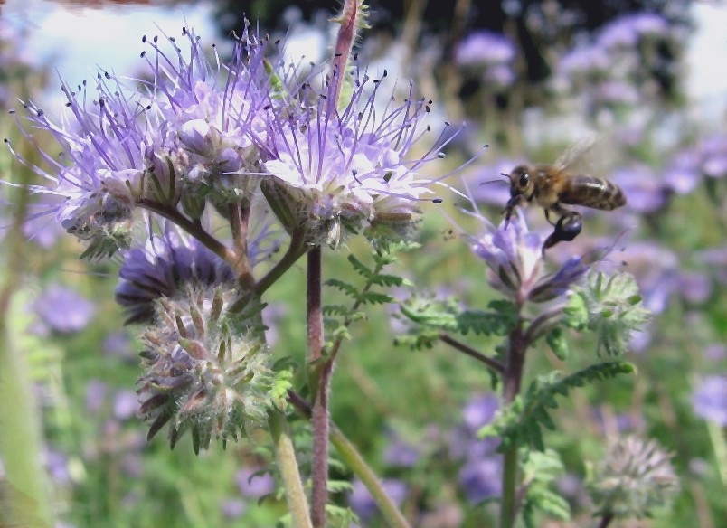 Annexe abeille phacélie.jpg