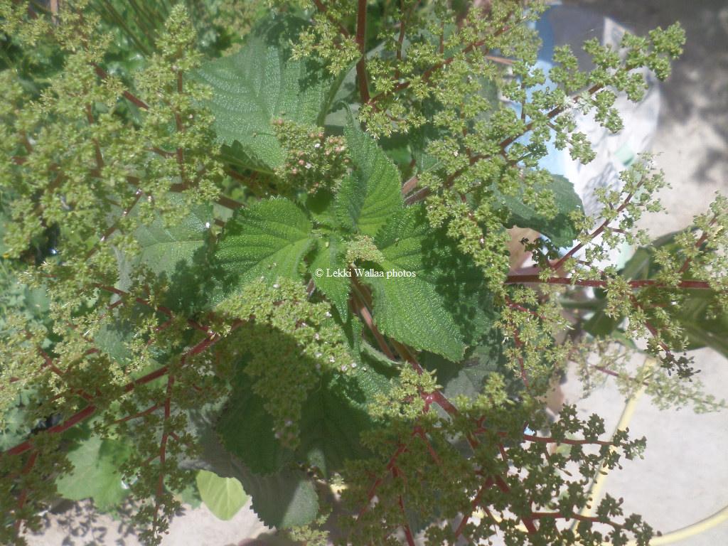 Annexe A Identifier floraison.JPG