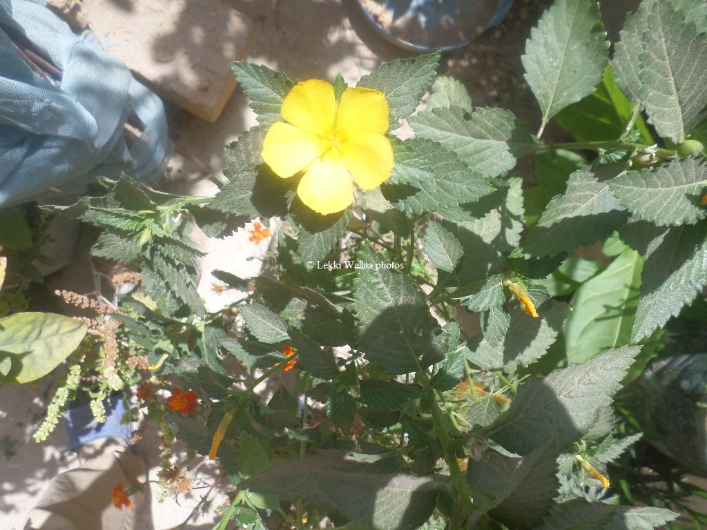 Annexe A IdentifierB2.JPG