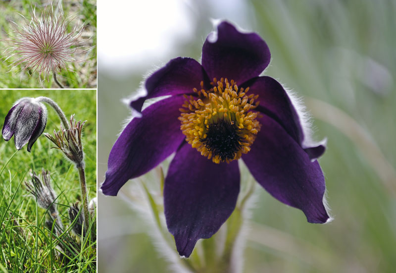 Annexe Anemonemontanaweb2.jpg