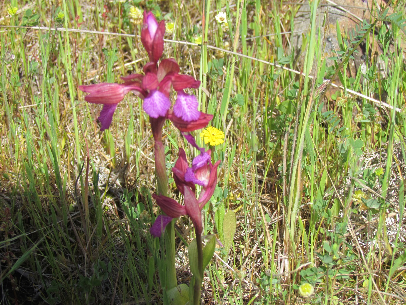 Annexe anacamptis papilonacea.jpg