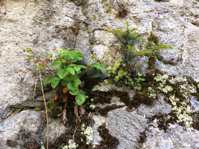 Annexe biodiversite_conclusion.jpg