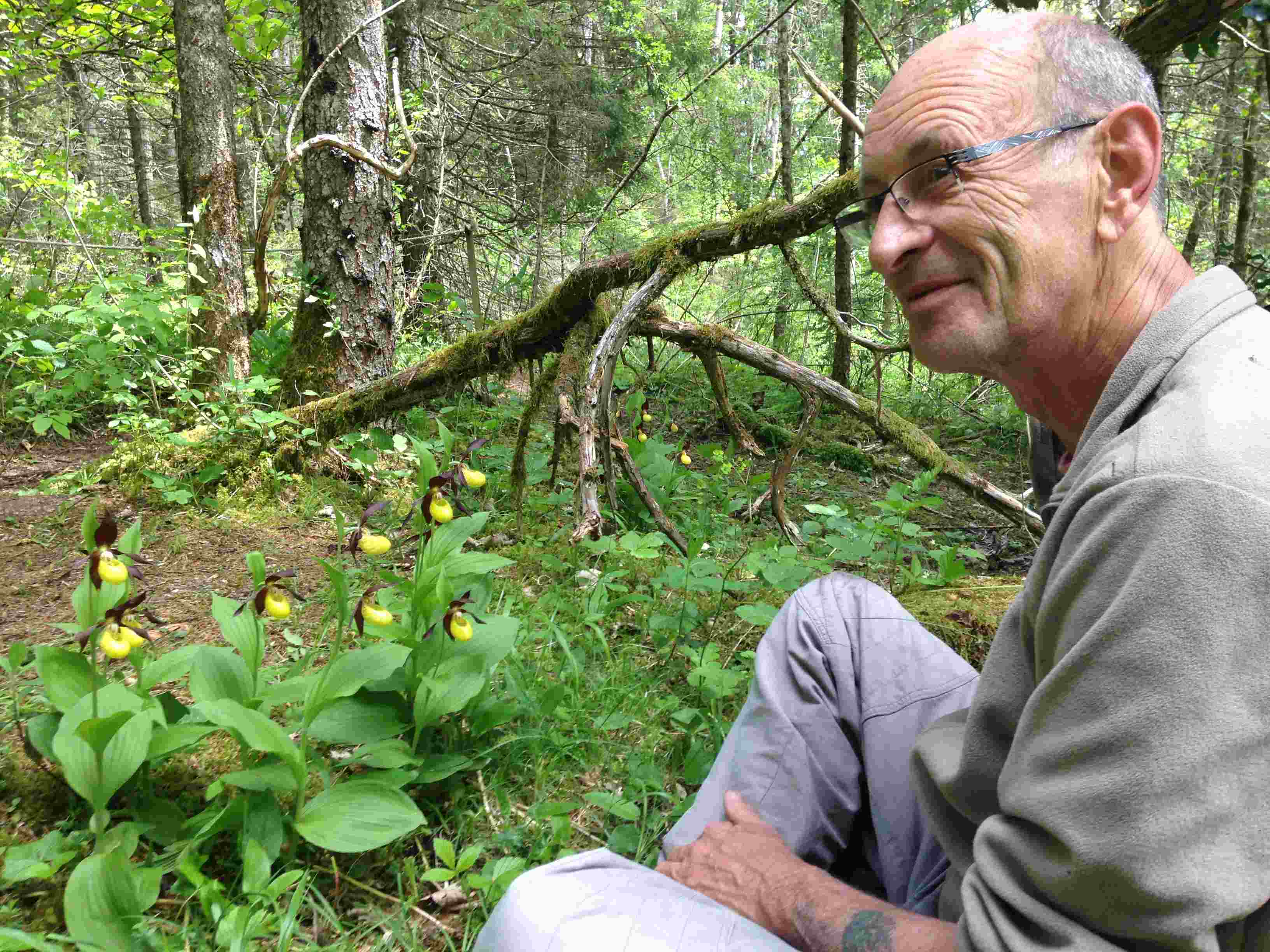 Annexe Cypripedium calceolus.jpg