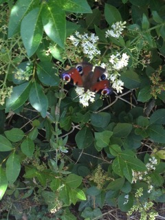 Annexe Papillon et petites fleurs.jpeg