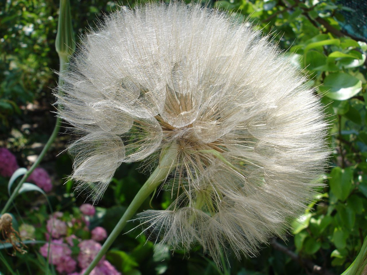 Annexe Qui suis-je ? je mouvre tôt le matin et ferme à la mi-journée....jpg