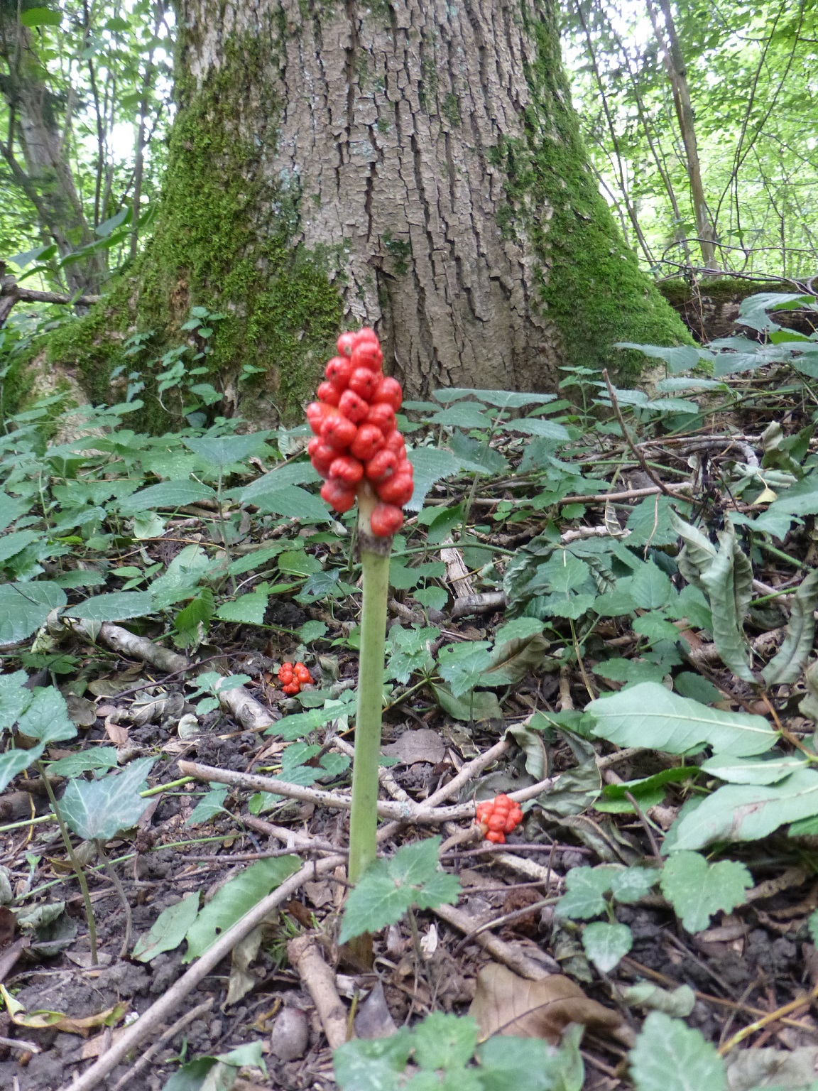 Annexe P1000620.1.jpg