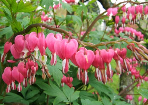 coeurs de Marie http://www.greenpouce.com/image/vivace/coeur_de_marie_1_gd.jpg