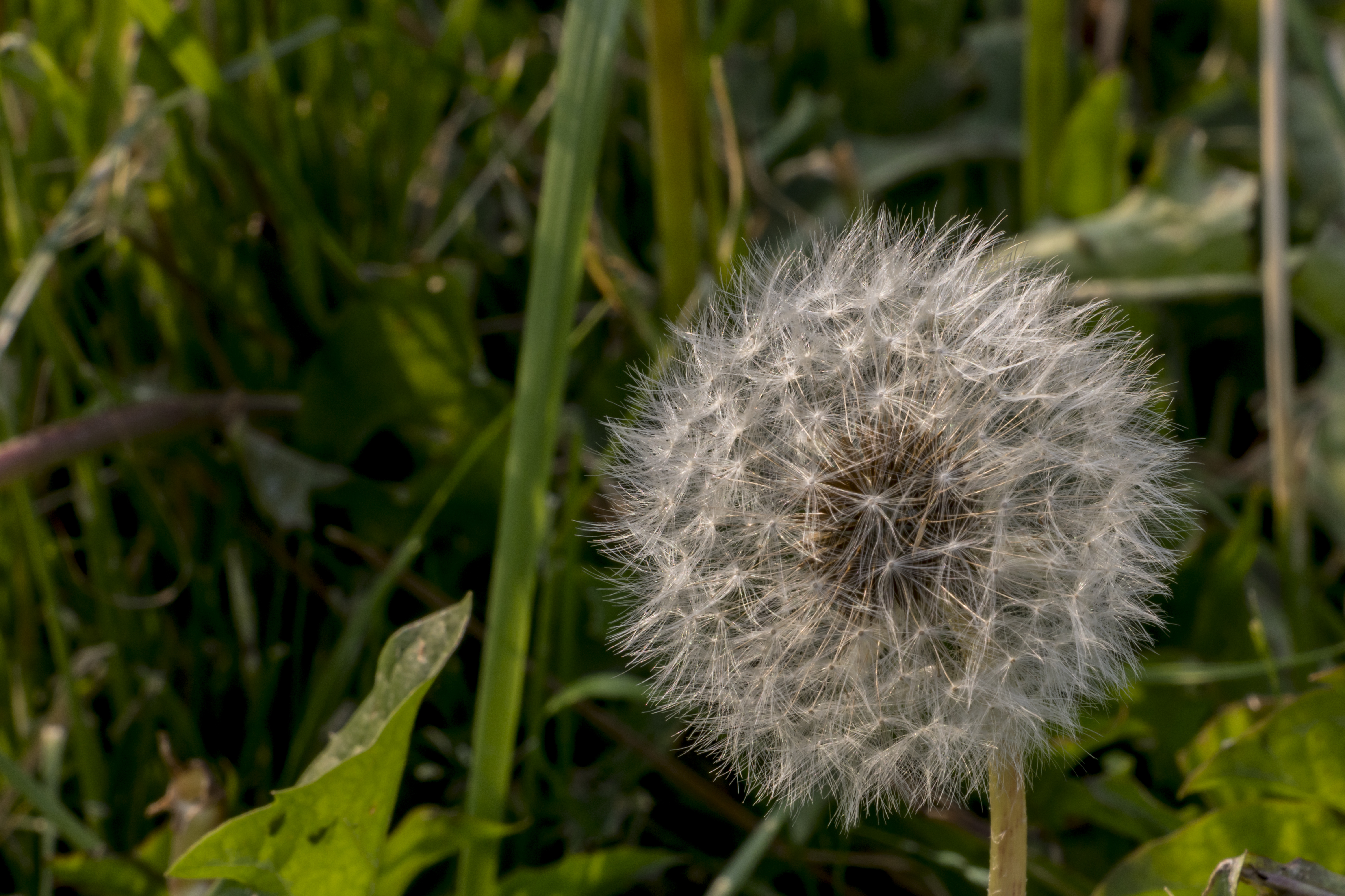 Akènes Taraxacum