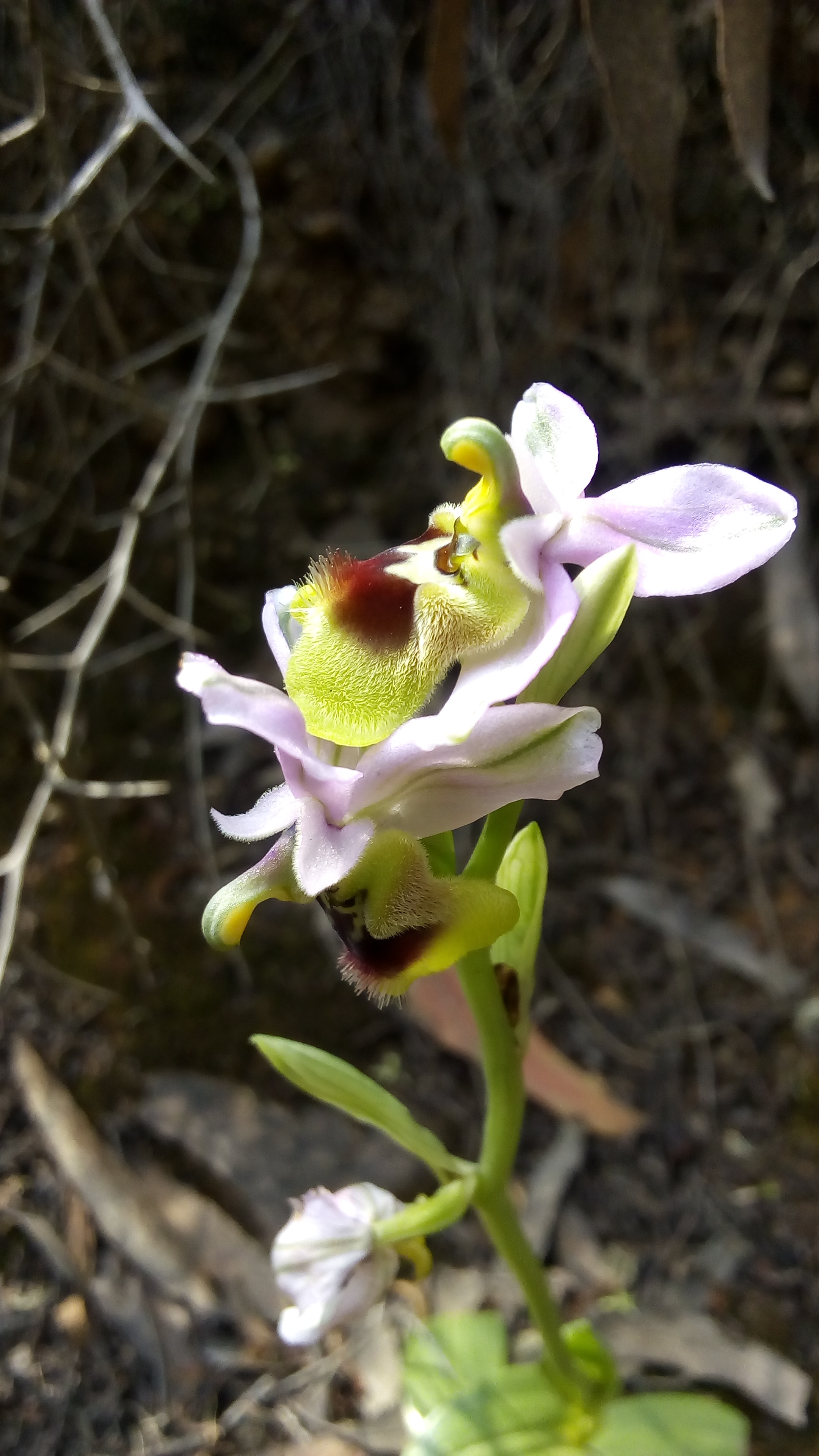 belle fleur de mai 2018
