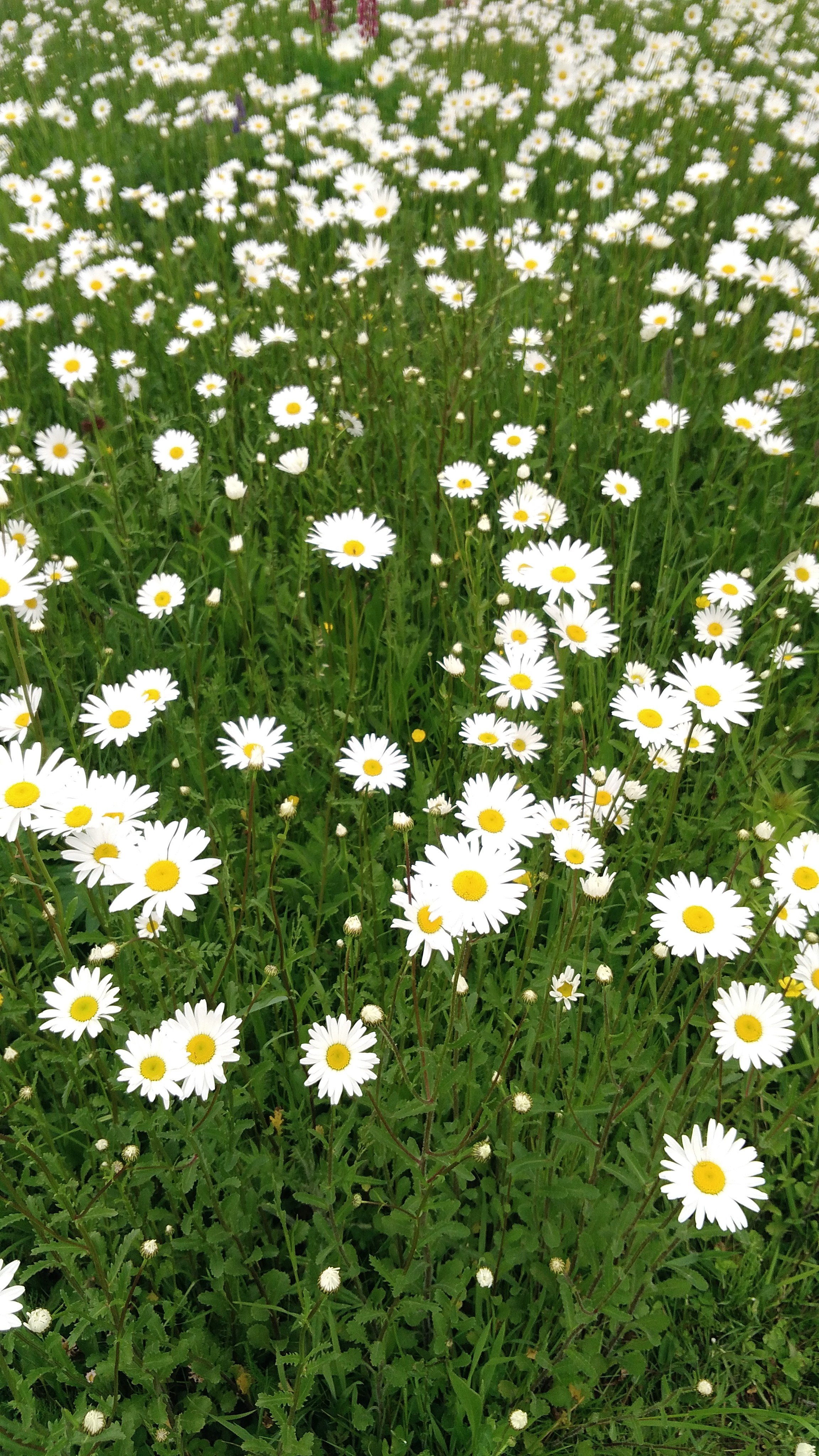 un champs de marguerites...Petite taches blanche et jaune sur fond vert tendre