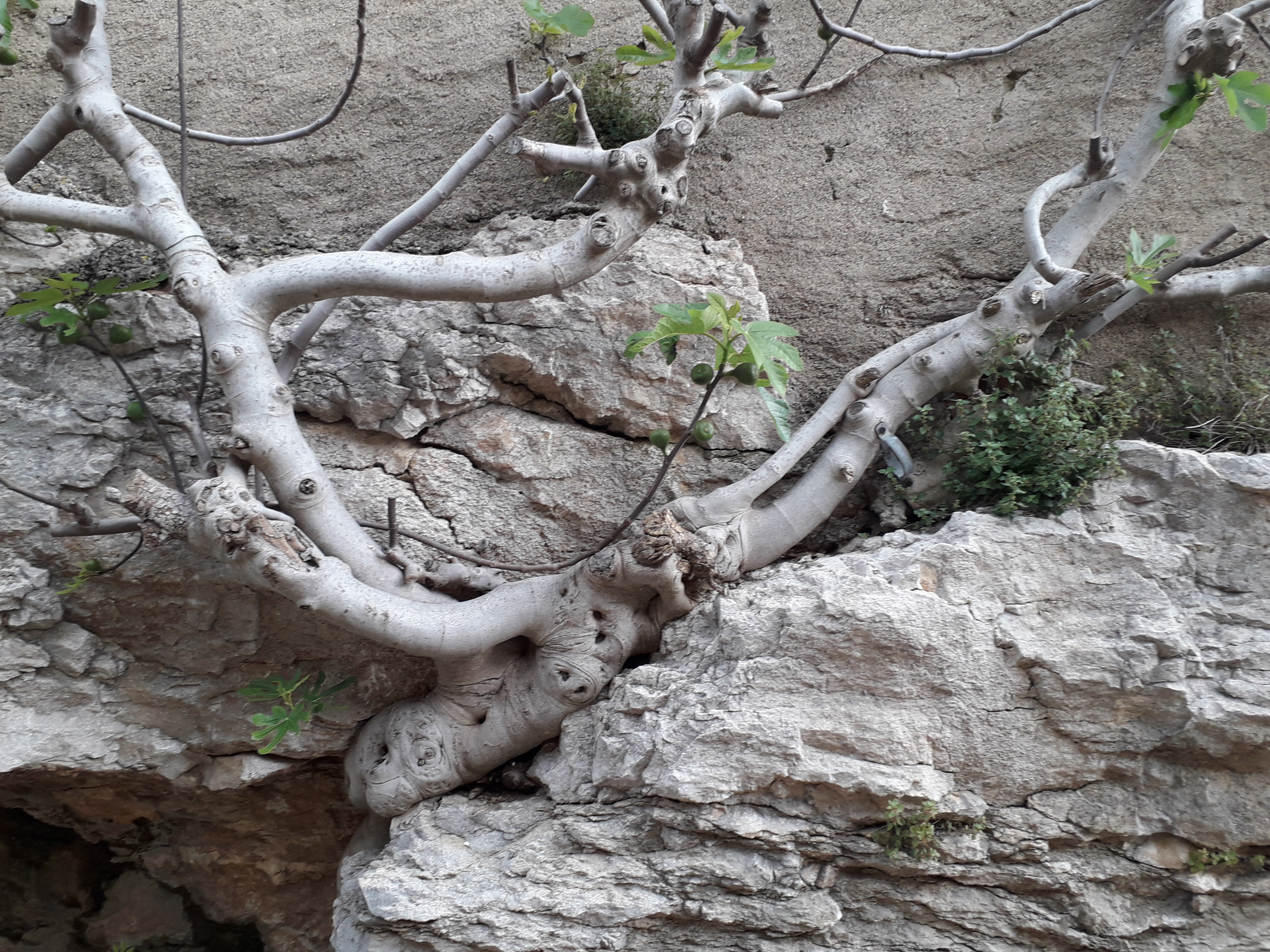Cité de Minerve, Hérault : un figuier naquit dans la roche