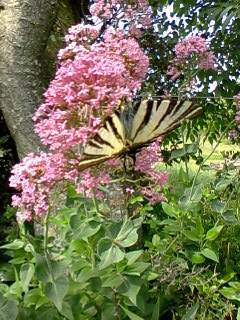 Flambé sur lilas d'Espagne