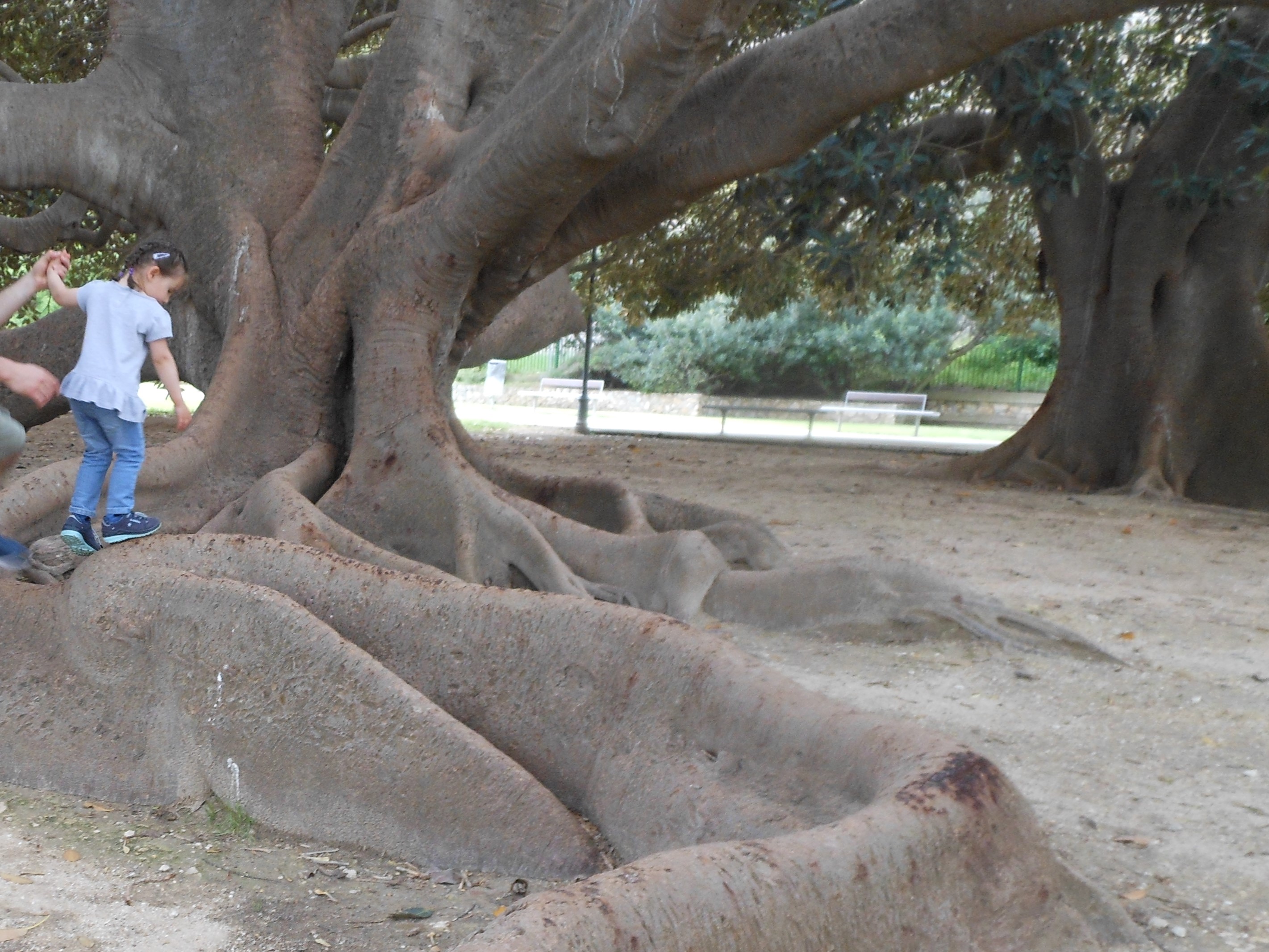 Petite fille de 3ans jouant sur des racines gigantesques