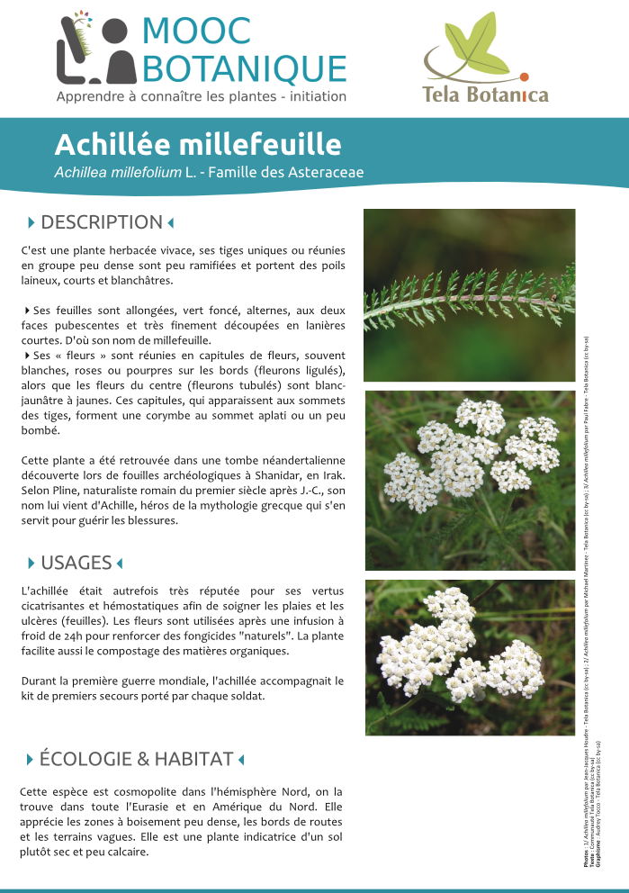 Achillea millefolium