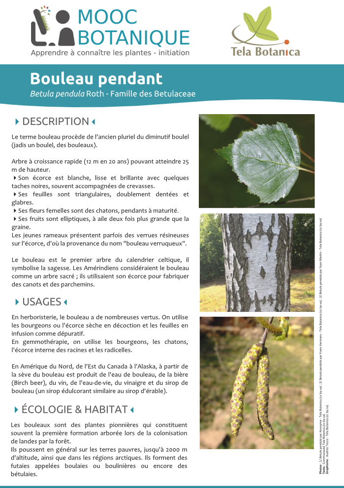 Betula pendula