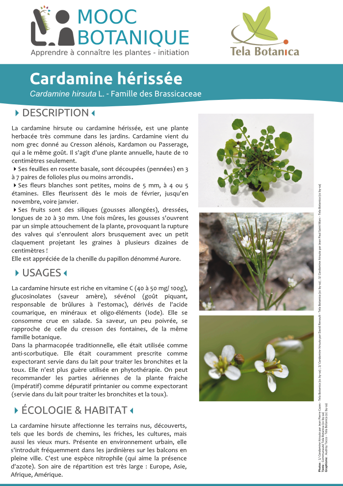 Cardamine hirsuta
