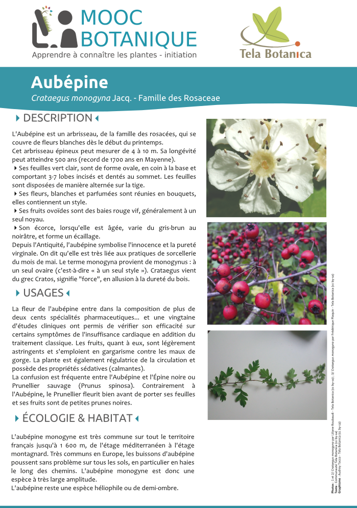Crataegus monogyna