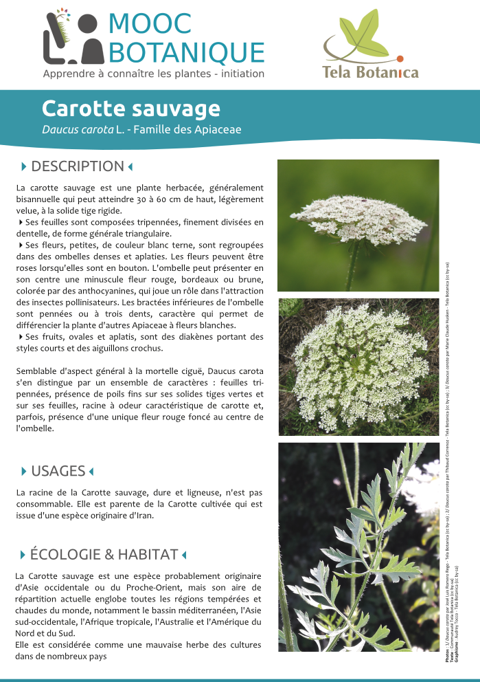 Daucus carota