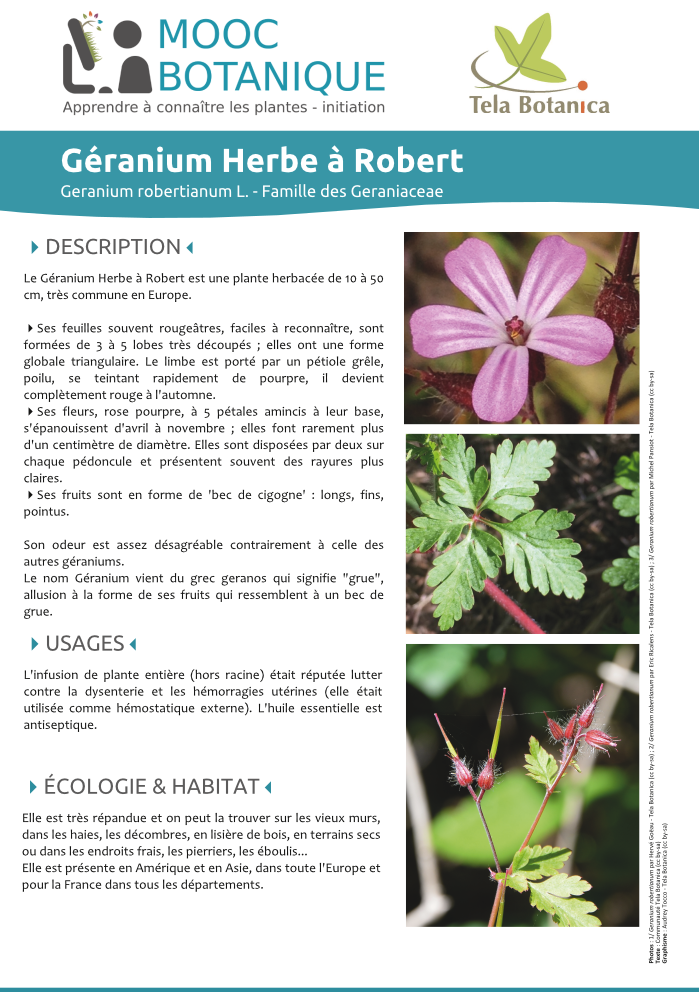 Geranium robertianum