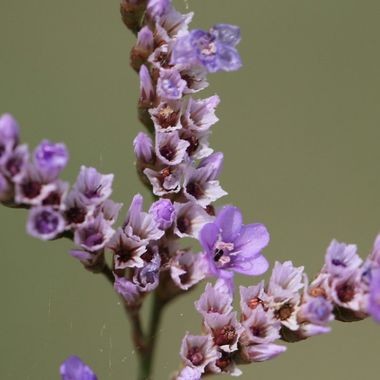 Annexe lavande de mer.jpg