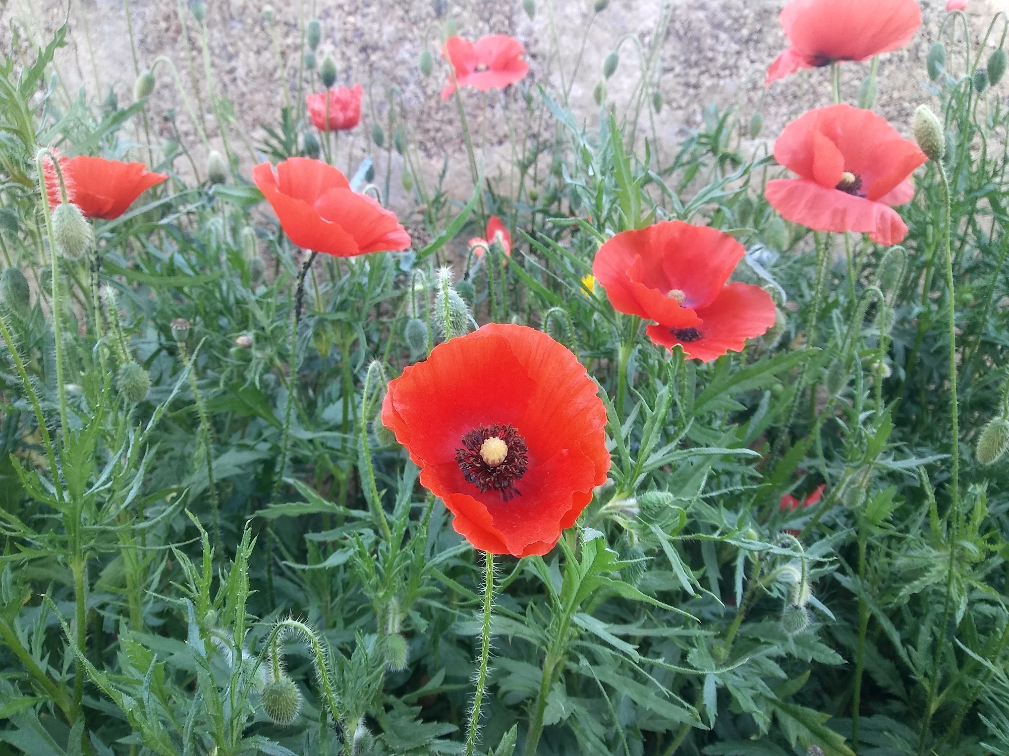 Annexe coquelicot-mai19-longevillesurmer.jpg