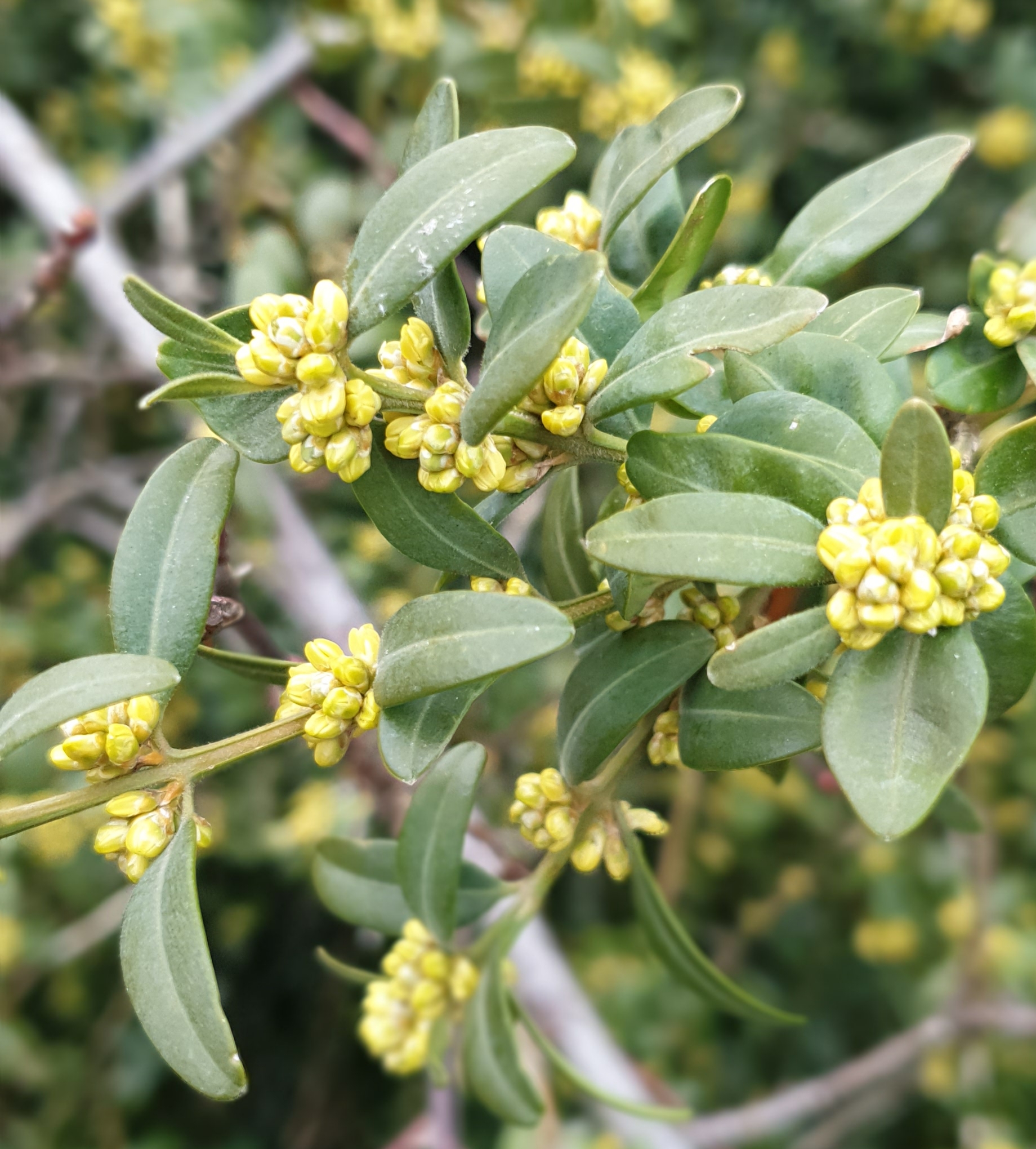 Annexe Buxus sempervirens .jpg
