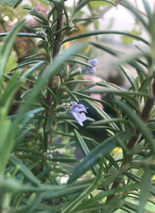 Annexe Capture d’écran 2020-03-26 à 17.04.51.png