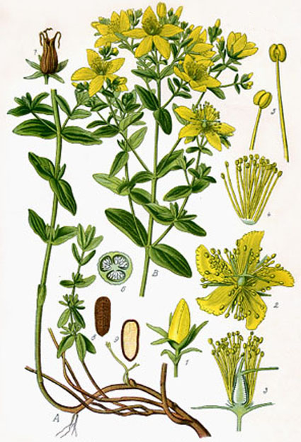 Annexe millepertuis.jpg