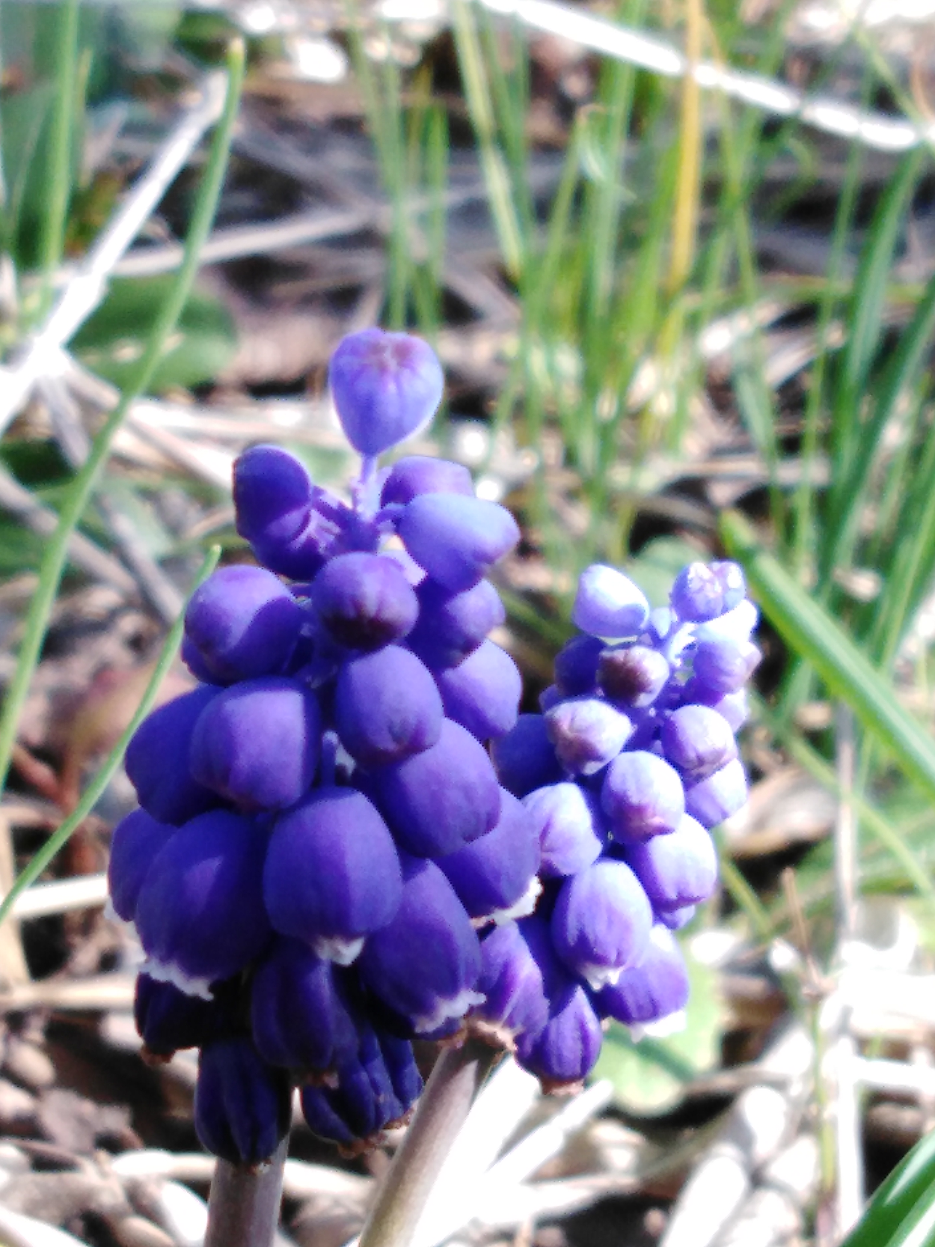 Annexe muscari.jpg