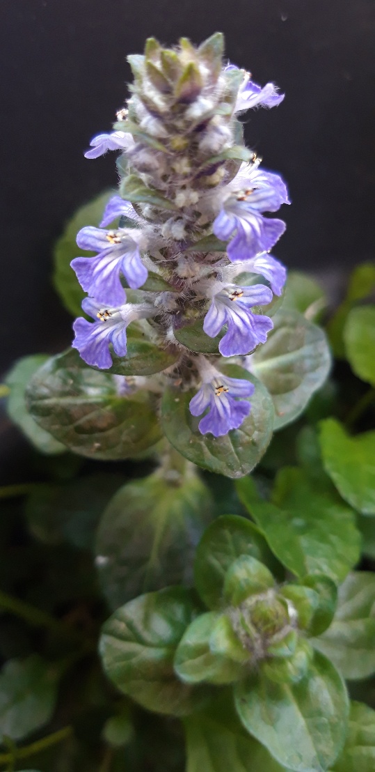 Annexe Bugle rampante.jpg