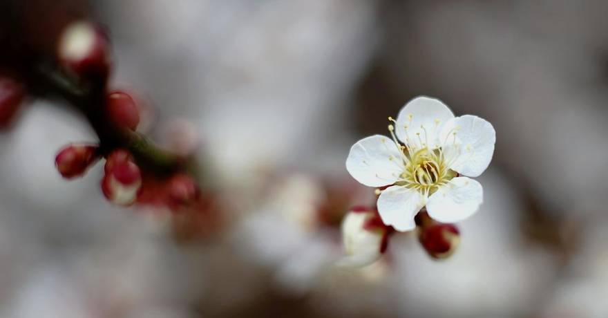 Annexe 16810269131_e0c70f81a8_k.jpg