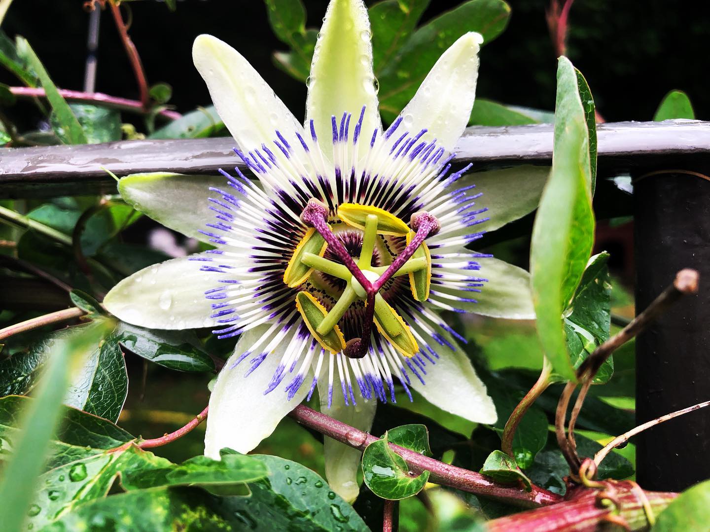 Annexe 68239002_10221196655245199_7208355973516230656_o.jpg