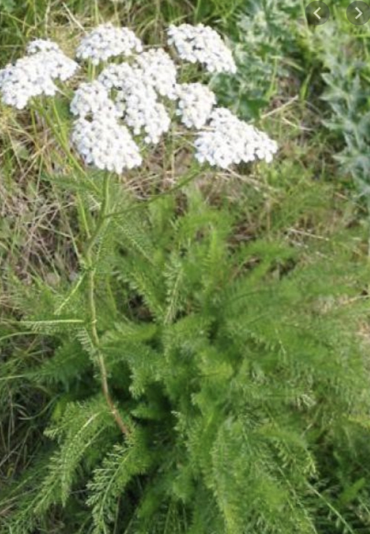 Annexe 7D82B8E8-6514-4CA7-BABF-565A7275B83C.jpeg