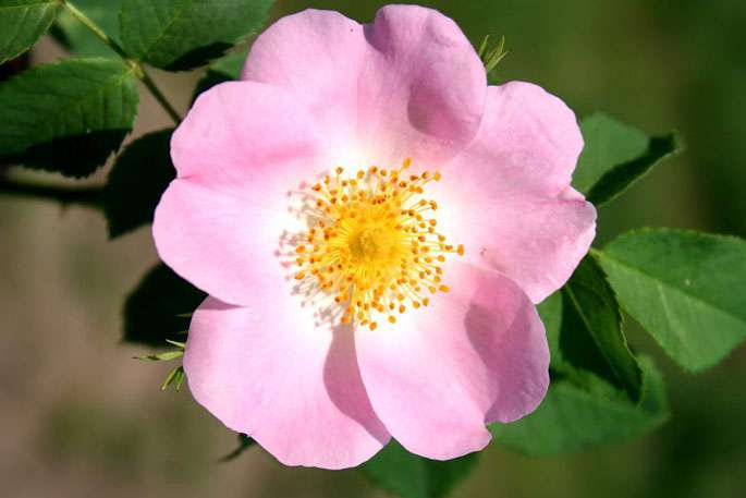 Annexe Eglantine (Rosa canina).jpg
