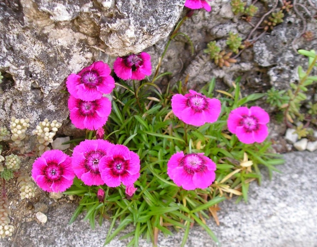 Annexe plantes-rocaille-dianthus-alpinus.jpg