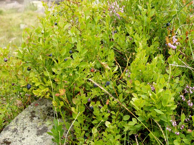 Annexe myrtillier.jpg