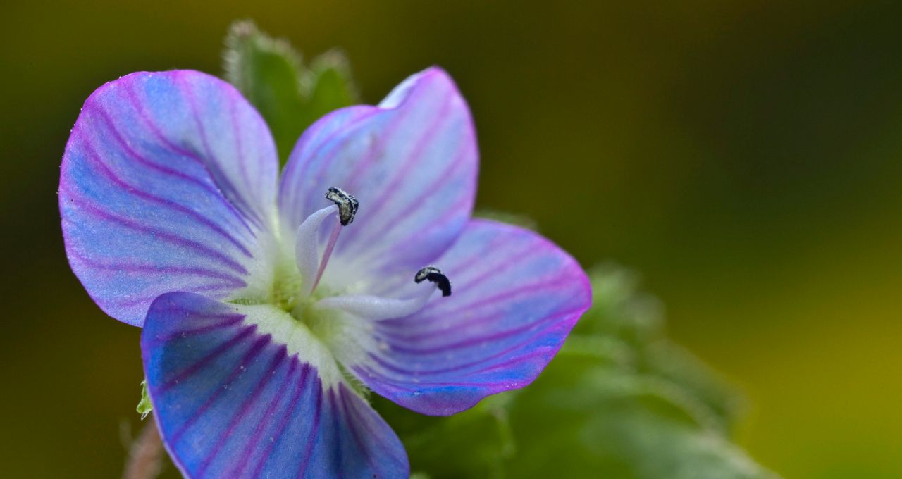 Annexe Véronique fleur.jpg