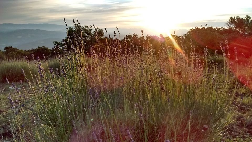 Annexe lavandula angustifolia.jpg