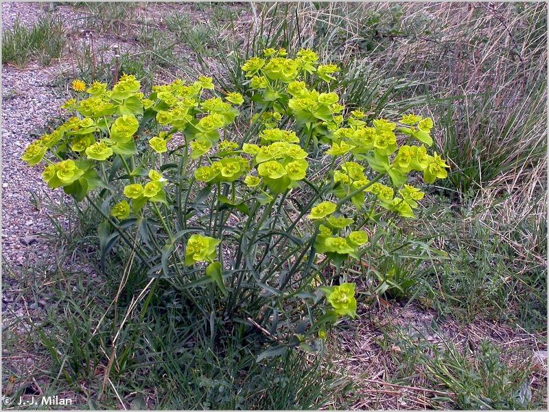 Annexe euphorbia serrata.jpg