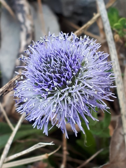 Annexe globulaire_MOOC.jpg