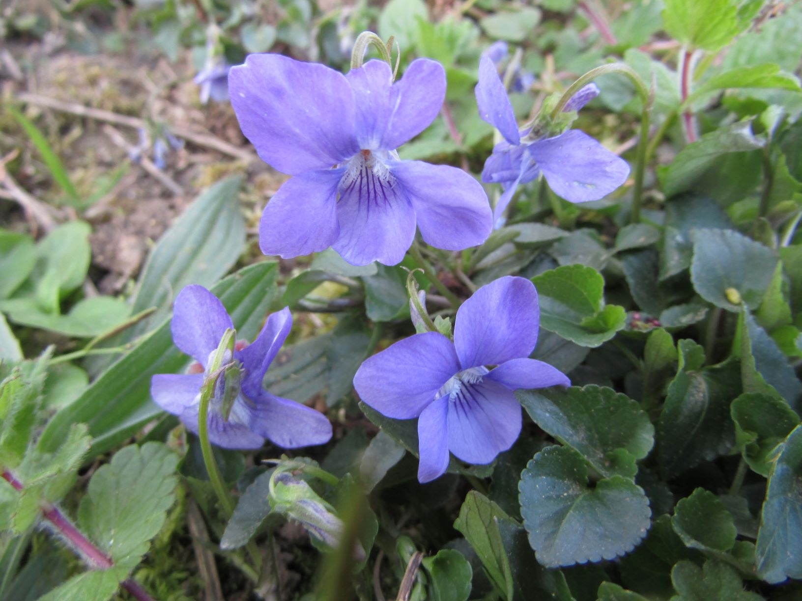 Annexe Violette MOOC.JPG