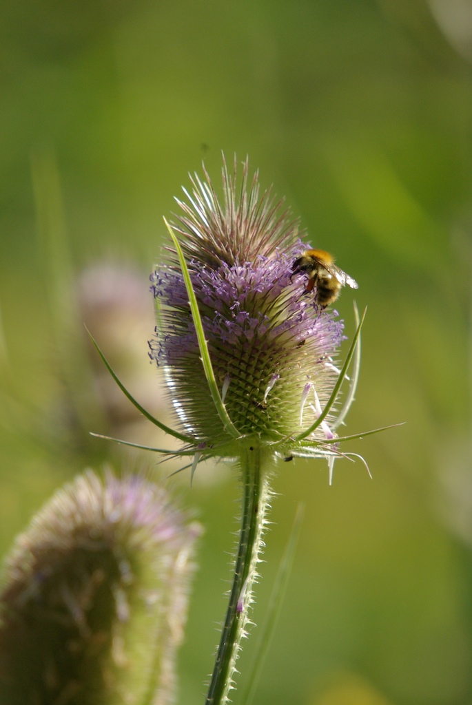 Annexe MHL Cardère.jpg