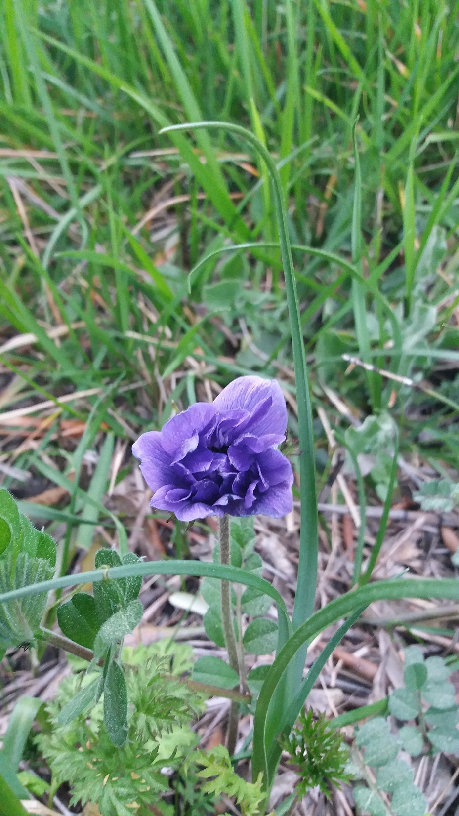 Annexe 20200327_181658.jpg