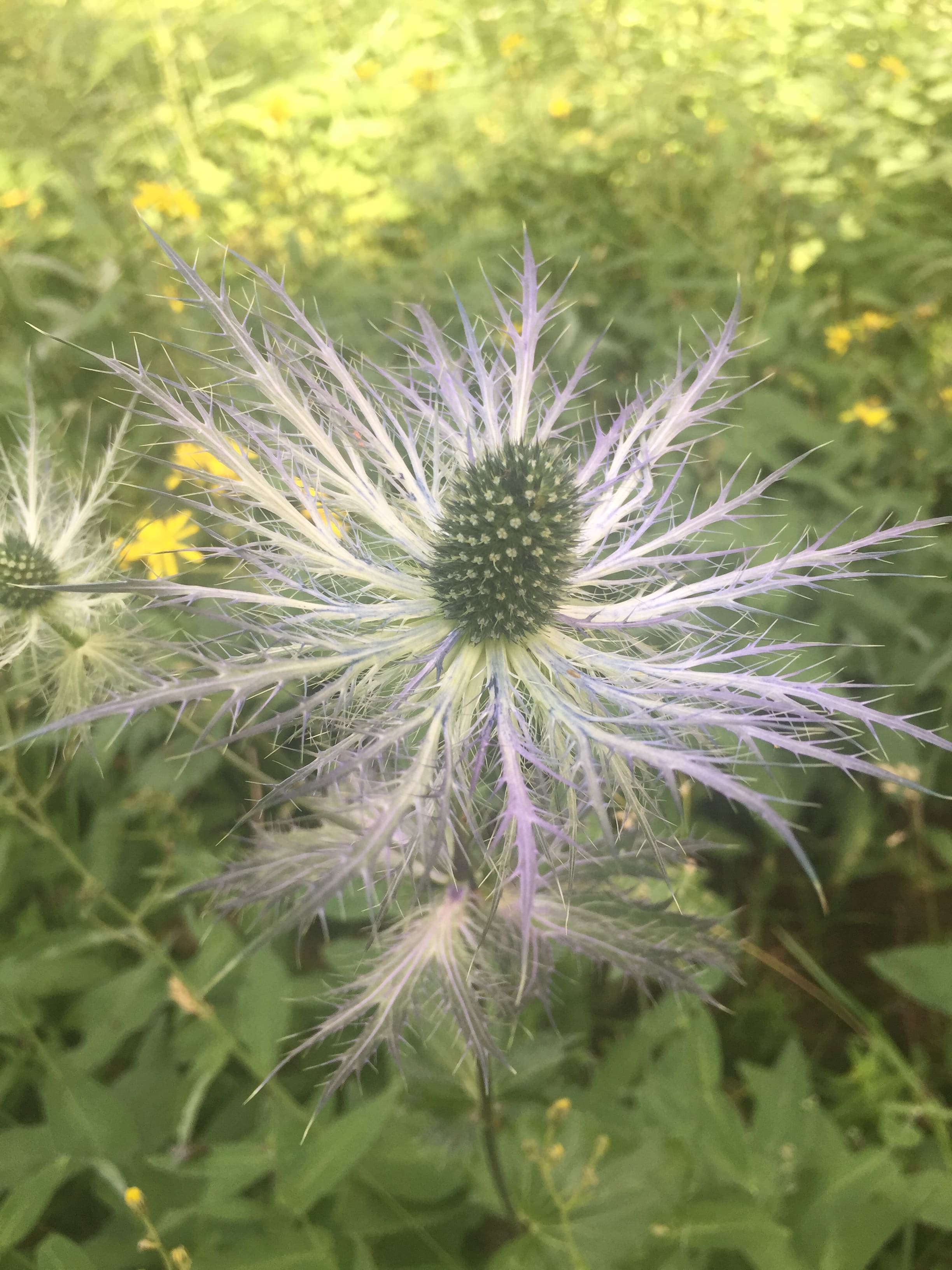 Annexe IMG_7613-min.JPG