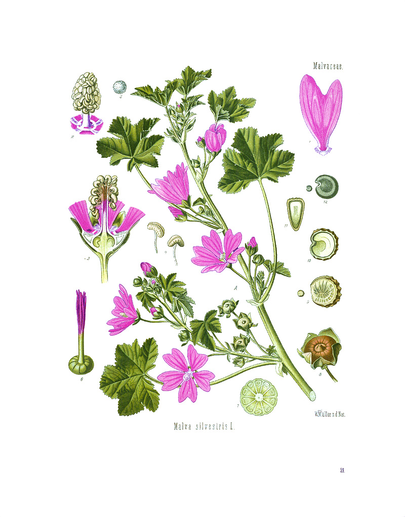 Annexe Malva_sylvestris_-_Mallow_001.jpg