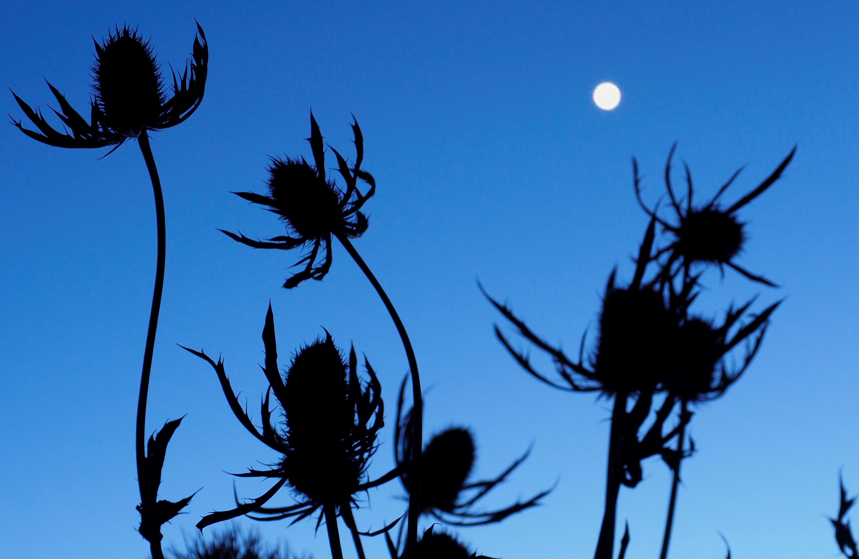 Annexe _2291289 copie.jpg