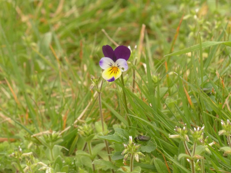 Annexe P1140756red.jpg